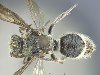 Media type: image;   Entomology 13733 Aspect: habitus dorsal view